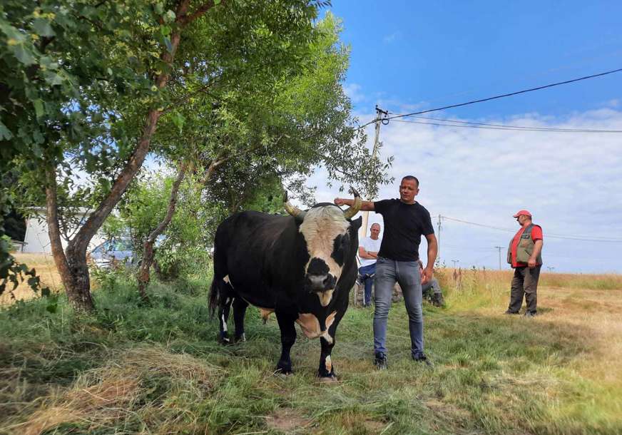 "Moj je bik najjači, a šator najveći" Kafedžija iz Stričića tvrdi da će biti car na Kočićevom zboru (FOTO)