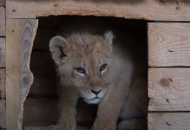 Bio poznat pod nadimkom Simba, sada je Holandiji: Ovo je lav koji je nestao kod Budve, dobio novi dom i ime (VIDEO)