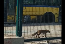 Lisica u Sarajevu: Prošetala se kod GRAS-a (VIDEO)