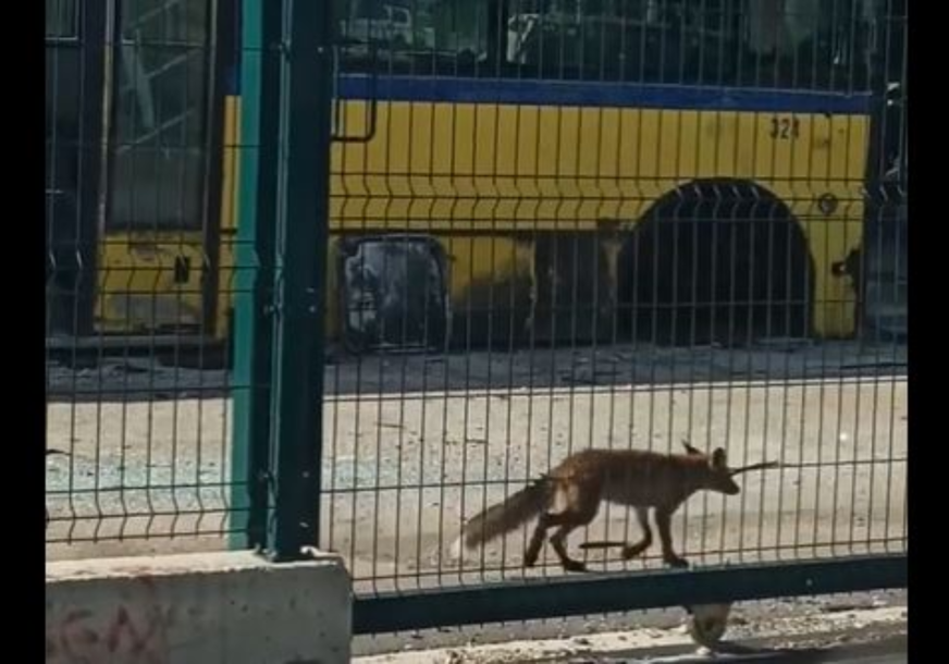 Lisica u Sarajevu: Prošetala se kod GRAS-a (VIDEO)