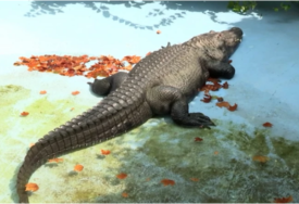 Muja je najstariji aligator na svijetu: Ima blizu 100 godina i živi u Vrtu dobre nade (VIDEO, FOTO)