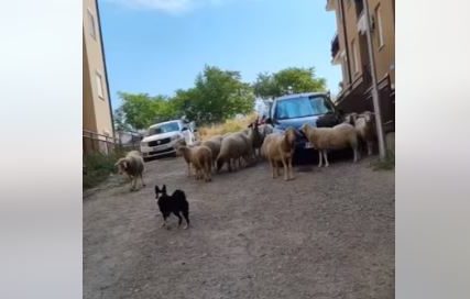 KAO NA PRAVOM PAŠNJAKU Stado ovaca pase između zgrada, imaju i psa čuvara (VIDEO, FOTO)