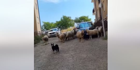 KAO NA PRAVOM PAŠNJAKU Stado ovaca pase između zgrada, imaju i psa čuvara (VIDEO, FOTO)
