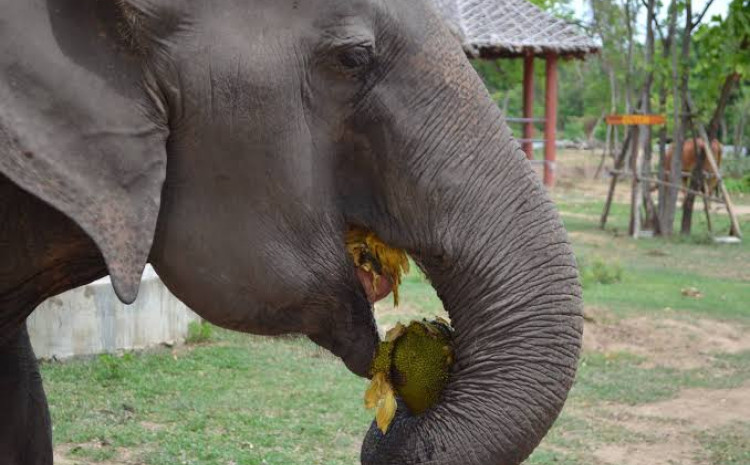 ISPLATILA SE UPORNOST Slon nakon nekoliko pokušaja surlom dohvatio voće s drveta pa zaradio aplauz (VIDEO)