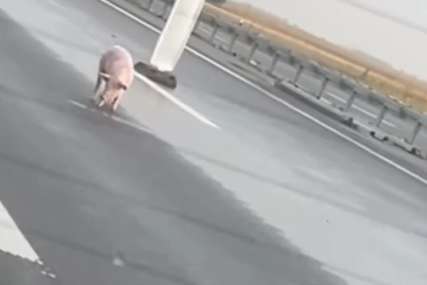 Uhvaćena svinja koja je lutala po auto-putu: Pukom srećom preživela, skoro dva dana UGROŽAVALA ŽIVOTE (VIDEO)