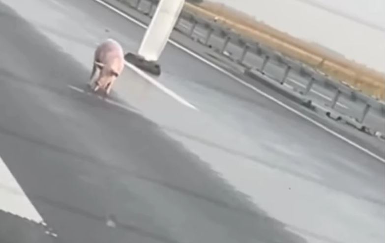 Uhvaćena svinja koja je lutala po auto-putu: Pukom srećom preživela, skoro dva dana UGROŽAVALA ŽIVOTE (VIDEO)