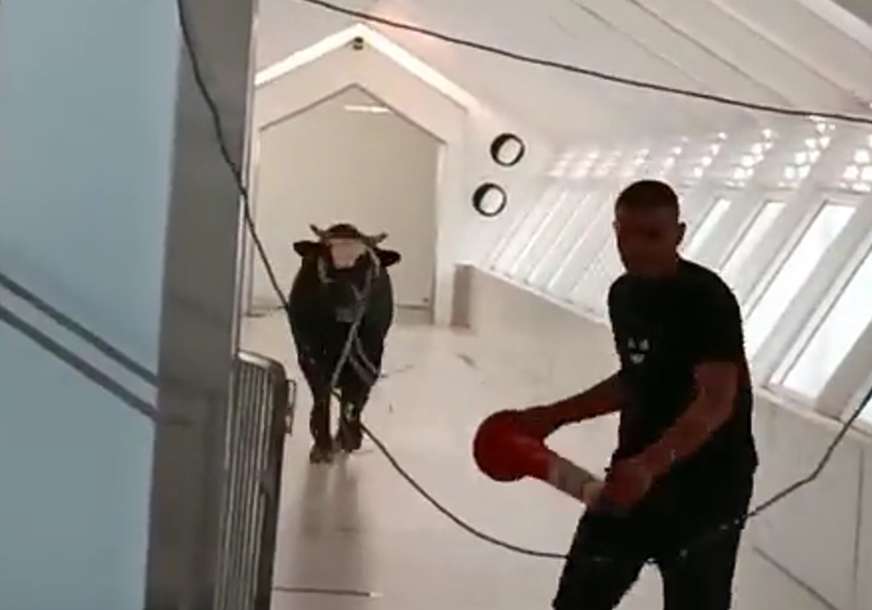 Hit snimak iz Izraela: Bik trčao hodnicima banke  (VIDEO)