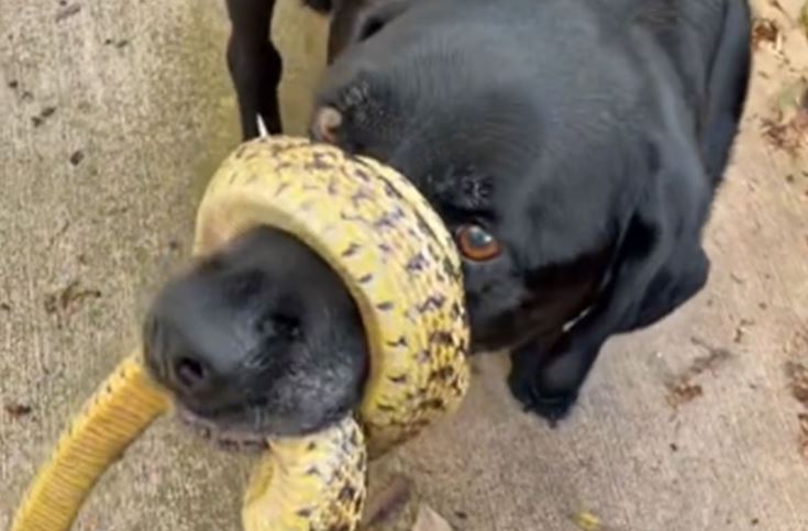 Vlasnica ostala u čudu: Zmija se obmotala psu oko njuške (VIDEO)
