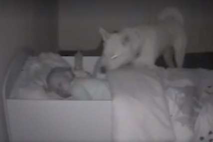BRIŽNI ČUVAR Ovaj pas svako veče prije spavanja dolazi da provjeri da li je beba dobro (VIDEO)