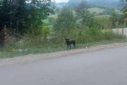 Crni pas se ne pomjera sa seoskog puta: Mjesec dana stoji na istom mjestu i čeka vlasnika