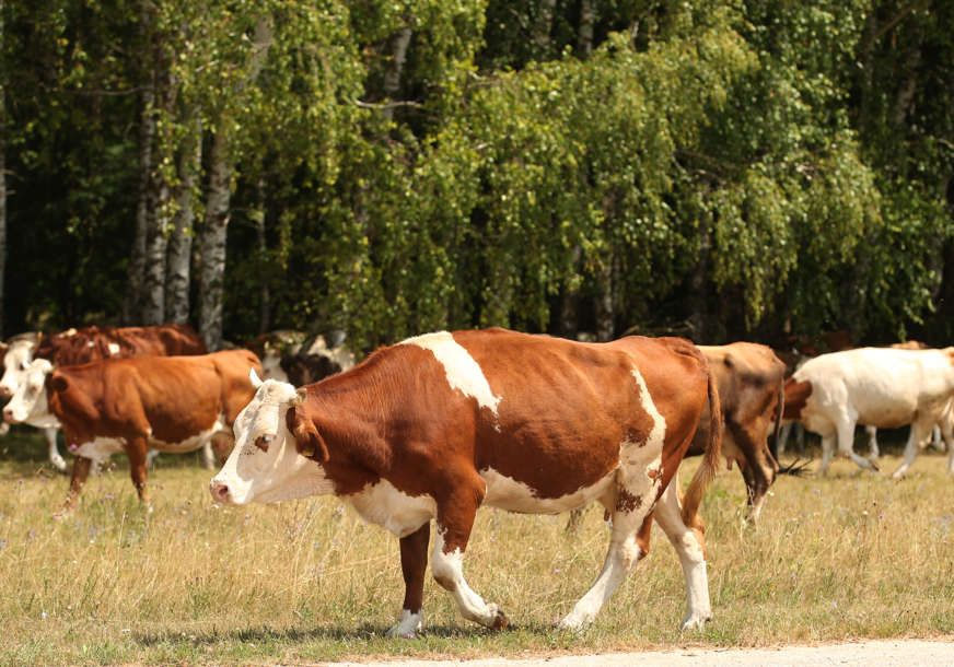 FOTO: SINIŠA PAŠALIĆ/RINGIER