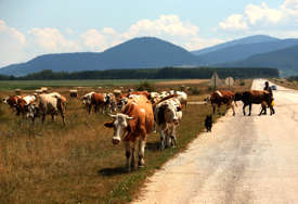 Da li će Crna Gora ostati bez krava? Za 3 godine sa pašnjaka nestalo 10.000 goveda, a i ovaca i svinja je sve manje