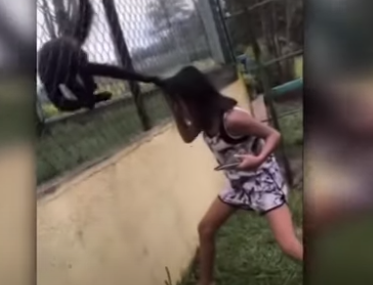 Dramatičan snimak: Majmuni zgrabili curicu za kosu i počeli je vući (VIDEO)