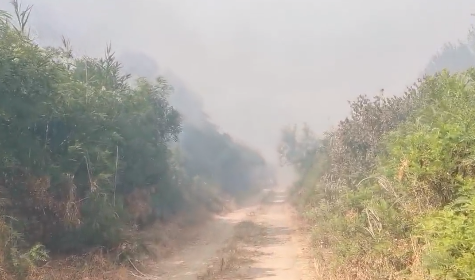 Vatra se širi velikom brzinom: Izbio požar u lizini industrijske zone (VIDEO, FOTO)