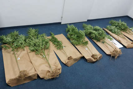 Osumnjičeni uhapšen na plantaži: Zaplijenjeno 7 kilograma marihuane i laboratorija skanka