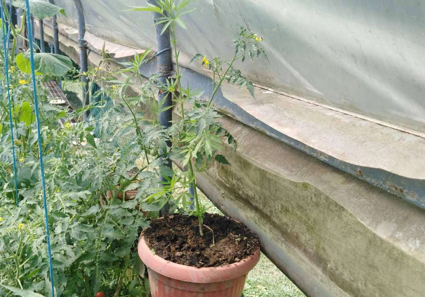 Policija pronašla 859 stabljika: Srbi u Hrvatskoj u improvizovanoj laboratoriji uzgajili marihuanu