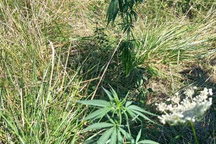 IZUZETE 323 STABLJIKE  Pronađena plantaža marihuane
