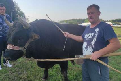 Favorit iz sjene stigao na Kočićev zbor: Dok Mrki oštri rogove, Duman odmara ubijeđen da su njegovi bikovi najjači (FOTO)