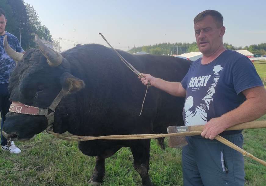Favorit iz sjene stigao na Kočićev zbor: Dok Mrki oštri rogove, Duman odmara ubijeđen da su njegovi bikovi najjači (FOTO)