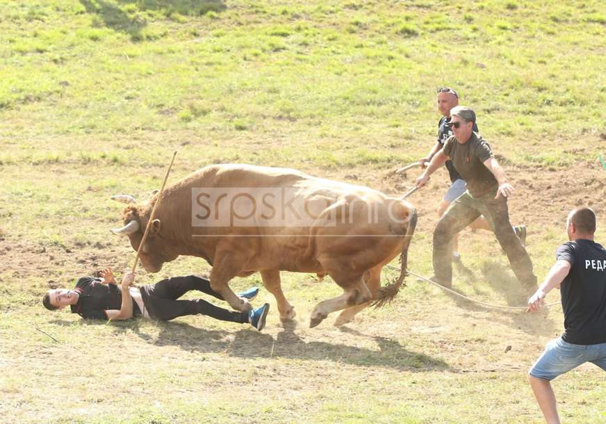 ZAMALO DA PADNE KRV Žestoka borba bikova na Kočićevom zboru, rogata grdosija oborila mladića (FOTO)