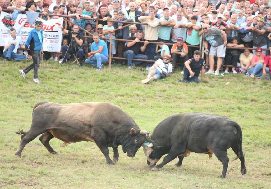 "BIĆE BELAJA!" Najžešća bodljavina bikova nakon Kočićevog zbora, dolaze Mesi, Agresor, Grom i Cunami (VIDEO, FOTO)