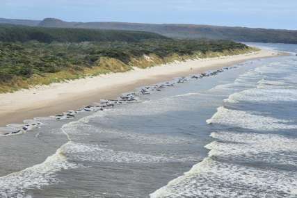 Lokacija ista kao i prije dvije godine: U Australiji se nasukalo 230 kitova