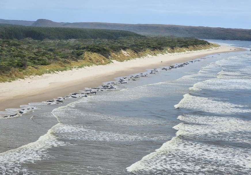 Lokacija ista kao i prije dvije godine: U Australiji se nasukalo 230 kitova
