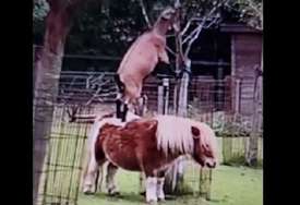 NEOBIČNO DRUGARSTVO Koza se popela poniju na leđa da obrsti lišće, a njegova reakcija je neprocjenjiva (VIDEO)