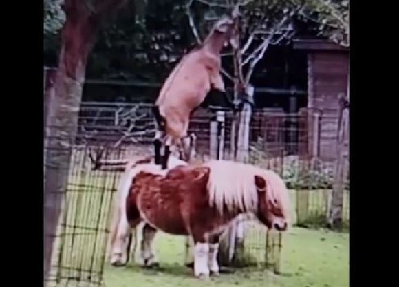 NEOBIČNO DRUGARSTVO Koza se popela poniju na leđa da obrsti lišće, a njegova reakcija je neprocjenjiva (VIDEO)