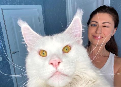 Izgleda zastrašujuće, ali je pravi nježni džin: Julijin ljubimac Kefir je možda najveći mačak na svijetu (VIDEO, FOTO)