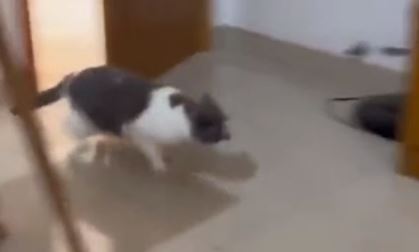 Kako je samo uspjela da se sakrije: Snimak preplašene mačke postao pravi hit na internetu