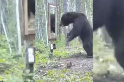 BURNA REAKCIJA  Postavljeno ogledalo u šumi privuklo pažnju medvjeda kada je ugledao svoj odraz (VIDEO)