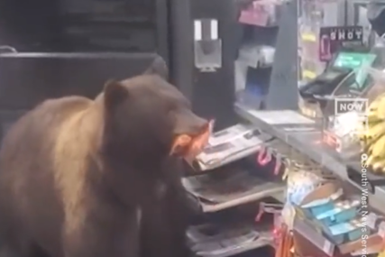 UZEO ŠTA JE HTIO Medvjed ušao u prodavnicu i odnio namirnice, radnik sve posmatrao (VIDEO)