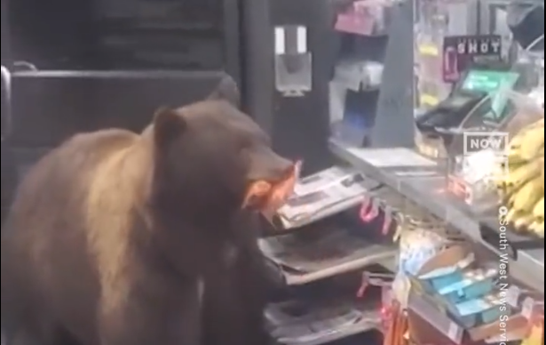 UZEO ŠTA JE HTIO Medvjed ušao u prodavnicu i odnio namirnice, radnik sve posmatrao (VIDEO)