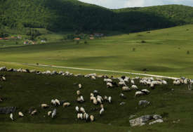SAMO U BiH Žena dala pastiru ovce na čuvanje, a on ne želi da ih vrati