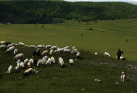 Vukovi upali u štalu i zadavili 15 ovaca "Kod mene našli bogatu trpezu, ne znam kako se boriti protiv njih"