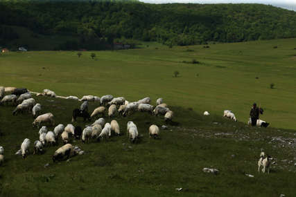 Stradalo 13 ovaca: Divlje zvjeri upale u tor, pa napravile ogromnu štetu
