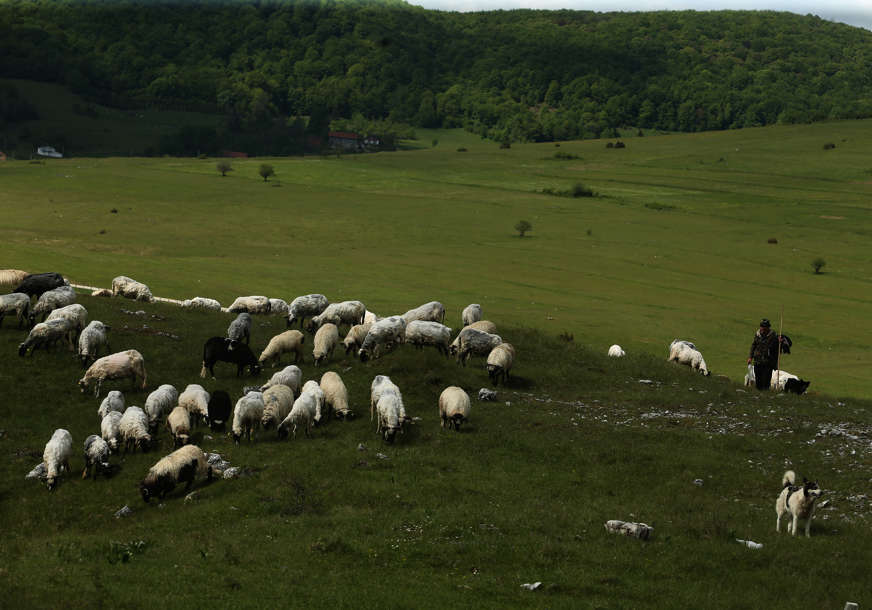Hrabri psi odbranili stado ovaca: Vuk nije mogao da im se suprotstavi, pa pobjegao