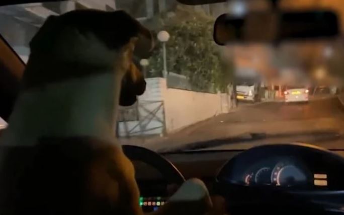 Čeka ga paprena kazna: Stavio je svog psa za volan, dodao gas i ludo se zabavljao, sve dok nije naletio na policiju (VIDEO)