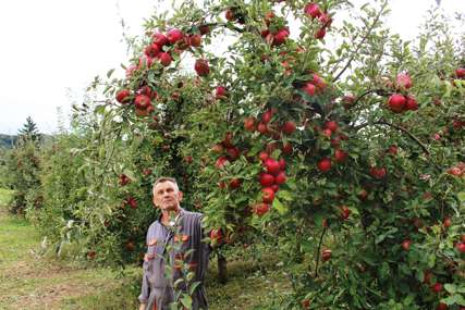 Rod jabuka u Srpskoj umanjen za 40 odsto: Brojni voćari napustili proizvodnju jer nije profitabilna