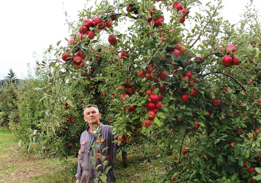 Rod jabuka u Srpskoj umanjen za 40 odsto: Brojni voćari napustili proizvodnju jer nije profitabilna
