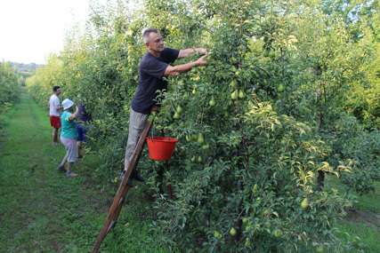 Ekspanzija voćarske proizvodnje u Potkozarju: Sade šljivu i krušku, a čupaju jabuku (FOTO)