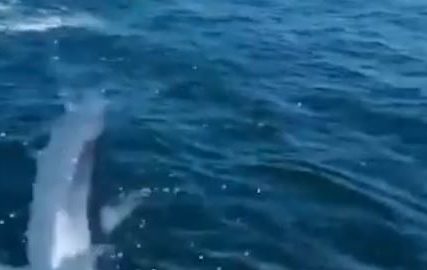 Nesvakidašnja situacija: Ogromna riba uletjela pecarošima u brod, njihova reakcija iznenadila mnoge (VIDEO)