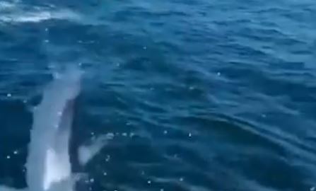 Nesvakidašnja situacija: Ogromna riba uletjela pecarošima u brod, njihova reakcija iznenadila mnoge (VIDEO)