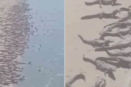 "Šta se događa?" Hiljade krokodila snimljeno na plaži u Brazilu, ljudi u čudu (VIDEO)