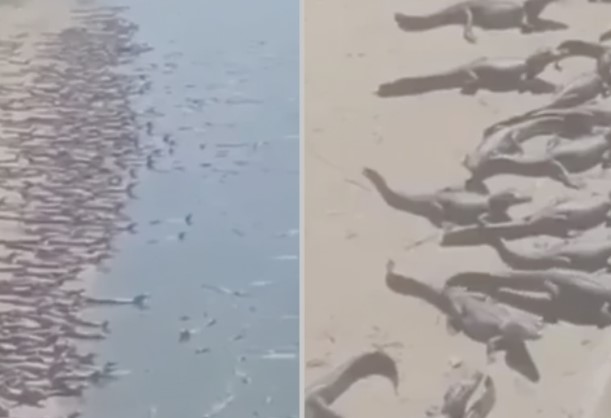 "Šta se događa?" Hiljade krokodila snimljeno na plaži u Brazilu, ljudi u čudu (VIDEO)