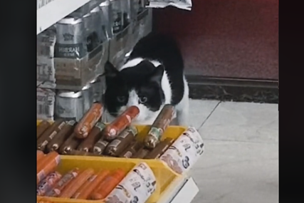 Polako izabrao koju će uzeti: Mačak se ušunjao u trgovinu i ukrao kobasicu (VIDEO)