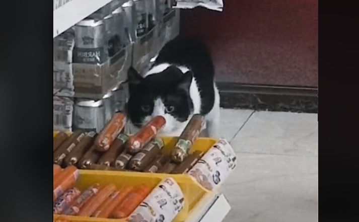 Polako izabrao koju će uzeti: Mačak se ušunjao u trgovinu i ukrao kobasicu (VIDEO)