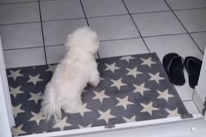 Osvojio srca na društvenim mrežama: Pas koji briše šapice pri ulasku u kuću (VIDEO)