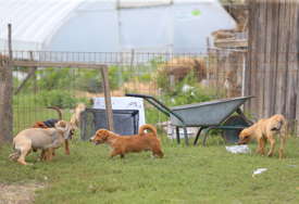 Novi dom za Goranove životinje "Olakšajmo tragediju porodici, udomimo pse za 7 dana" (FOTO)